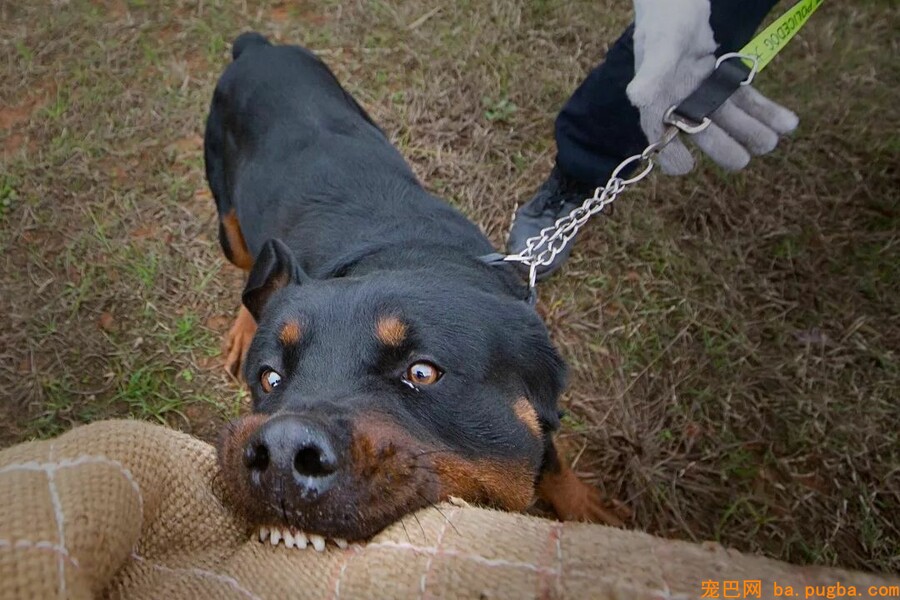 恩施民警和警犬共上街头，这才是人和狗狗感情的最好证明！-8.jpeg