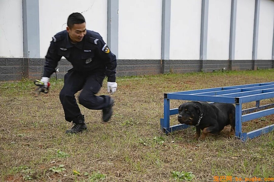 恩施民警和警犬共上街头，这才是人和狗狗感情的最好证明！-11.jpeg