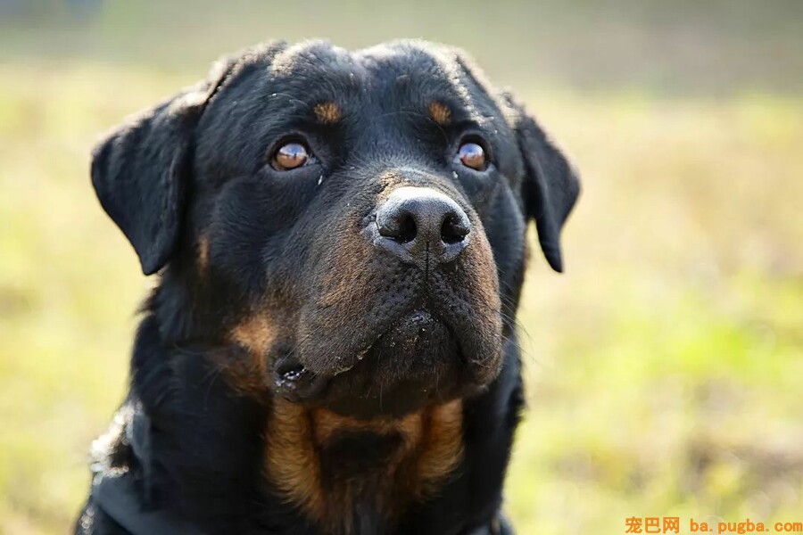 恩施民警和警犬共上街头，这才是人和狗狗感情的最好证明！-10.jpeg