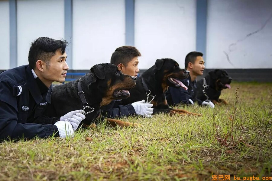 恩施民警和警犬共上街头，这才是人和狗狗感情的最好证明！-15.jpeg