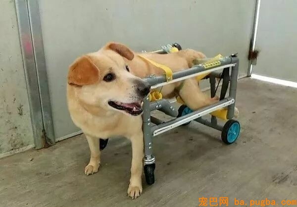 带瘫痪狗狗去做复健，它趴着车窗看风景，还露出很满足的微笑...-3.jpeg