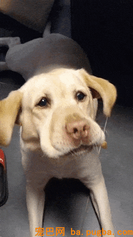 狗眼看世界，你说的红是什么红？-2.gif