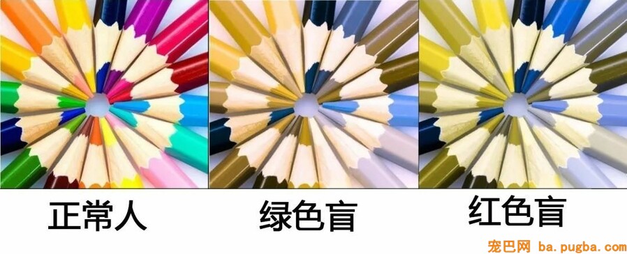 狗眼看世界，你说的红是什么红？-6.jpeg