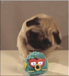 狗眼看世界，你说的红是什么红？-3.gif