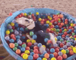 狗眼看世界，你说的红是什么红？-7.gif