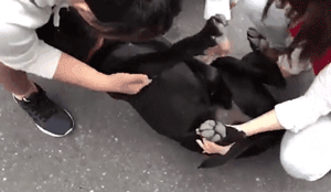 听到要去病院，狗砸竟然“临时瘫痪”了：求求你们放过我……-3.gif