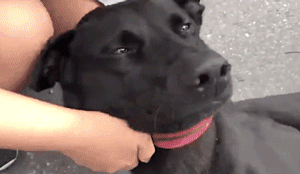 听到要去病院，狗砸竟然“临时瘫痪”了：求求你们放过我……-2.gif
