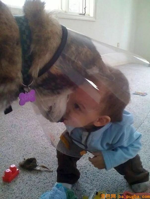 那些因为怀孕就把狗狗送走的人，这样的画面你永远都看不到了！-5.jpeg