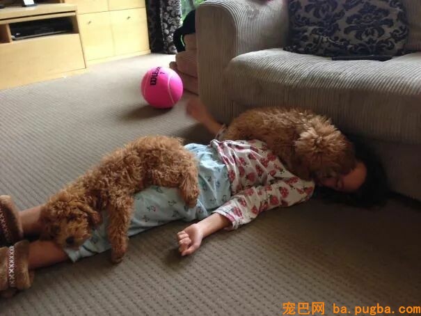 那些因为怀孕就把狗狗送走的人，这样的画面你永远都看不到了！-8.jpeg