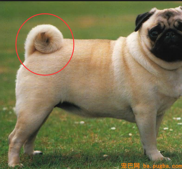巴哥犬尾巴