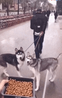 路人想和哈士奇玩，被二哈秒拒，他只能拿出绝招了！-1.gif