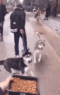 路人想和哈士奇玩，被二哈秒拒，他只能拿出绝招了！-2.gif
