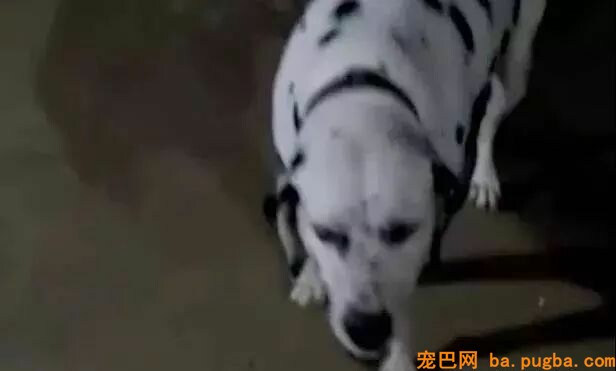 金毛被主人狂砍上百刀，咽气前还在微笑：我会不竭陪着你...-7.jpeg
