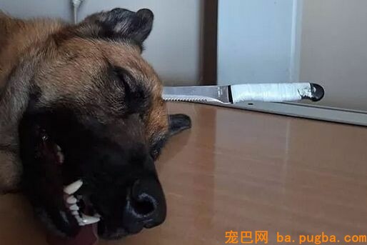 金毛被主人狂砍上百刀，咽气前还在微笑：我会不竭陪着你...-10.jpeg
