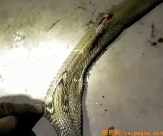 金毛被主人狂砍上百刀，咽气前还在微笑：我会不竭陪着你...-6.jpeg