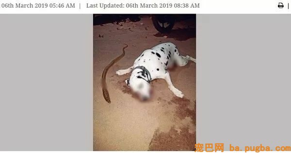金毛被主人狂砍上百刀，咽气前还在微笑：我会不竭陪着你...-8.jpeg