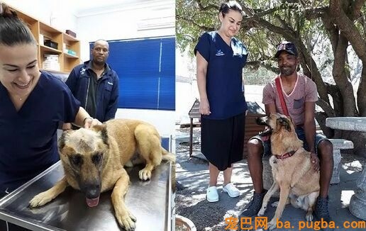 金毛被主人狂砍上百刀，咽气前还在微笑：我会不竭陪着你...-12.jpeg