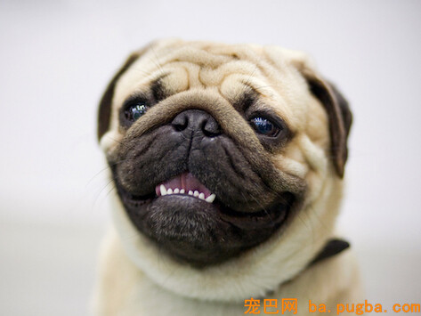 petmd-teeth-chatter.jpg
