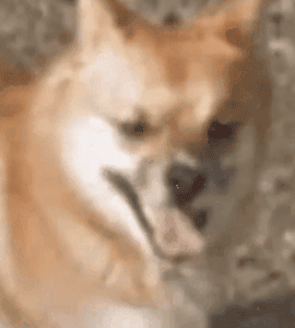 逼疯谷歌地图的一只狗：阴魂不散哇！怎么哪里都有你？！-5.gif
