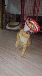 猫咪：我已经吃饱了，饭盆：NO，你没有！-1.gif