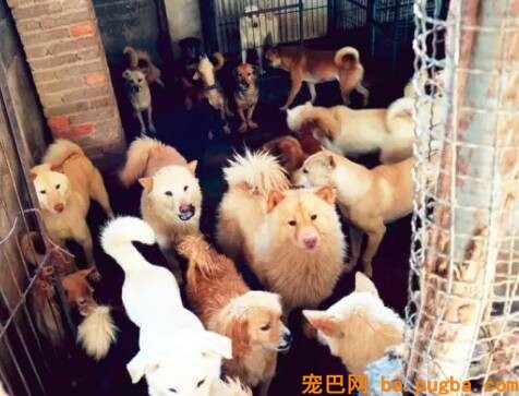 “救救这群沉的狗狗们”，面对强拆，几百条漂泊狗即将无家可归...-15.jpeg