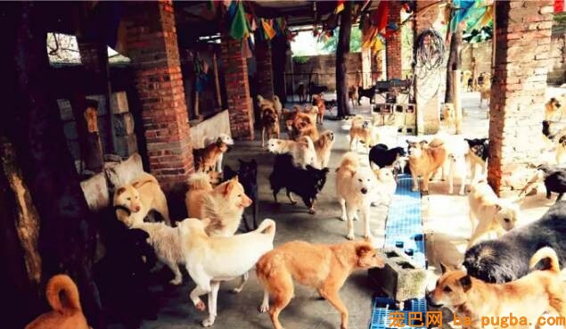 “救救这群沉的狗狗们”，面对强拆，几百条漂泊狗即将无家可归...-13.jpeg