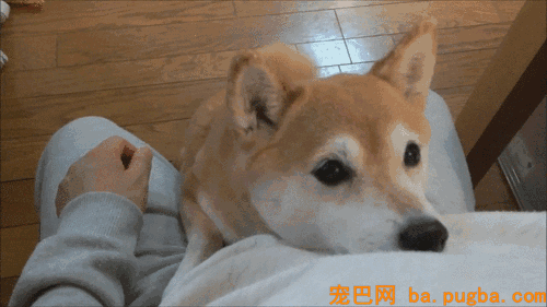 7岁女孩不幸患上癌症，40只警犬前去排着队为她打气！-9.gif
