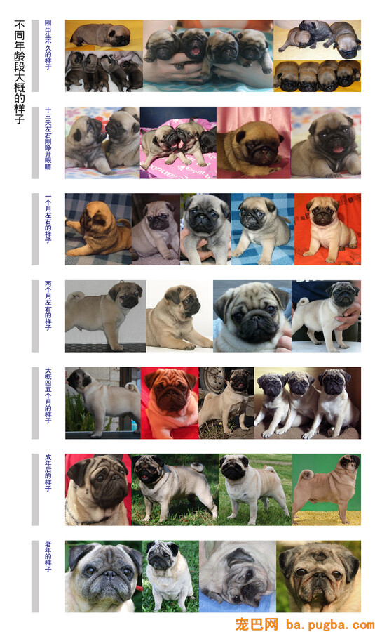 不同年龄的巴哥犬.jpg