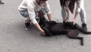 传闻要去病院，狗砸立马倒地不起：今天去不了，本汪瘫痪了...-2.gif