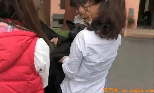 传闻要去病院，狗砸立马倒地不起：今天去不了，本汪瘫痪了...-7.jpeg