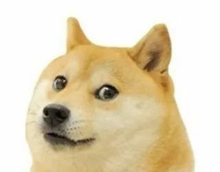 狗狗训练10不要-1.jpeg