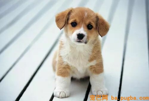 狗狗训练10不要-3.jpeg