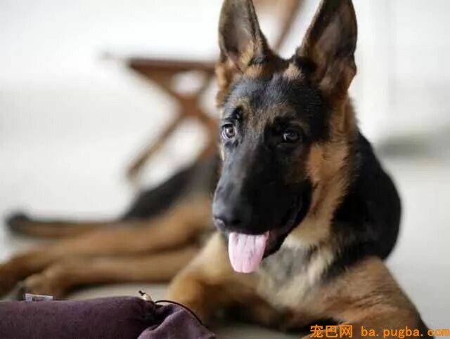 狗狗训练10不要-4.jpeg