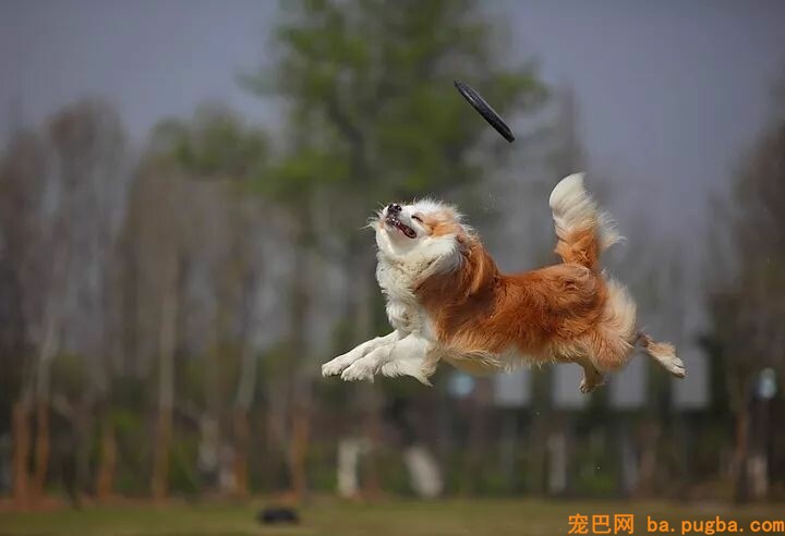 狗狗训练10不要-9.jpeg
