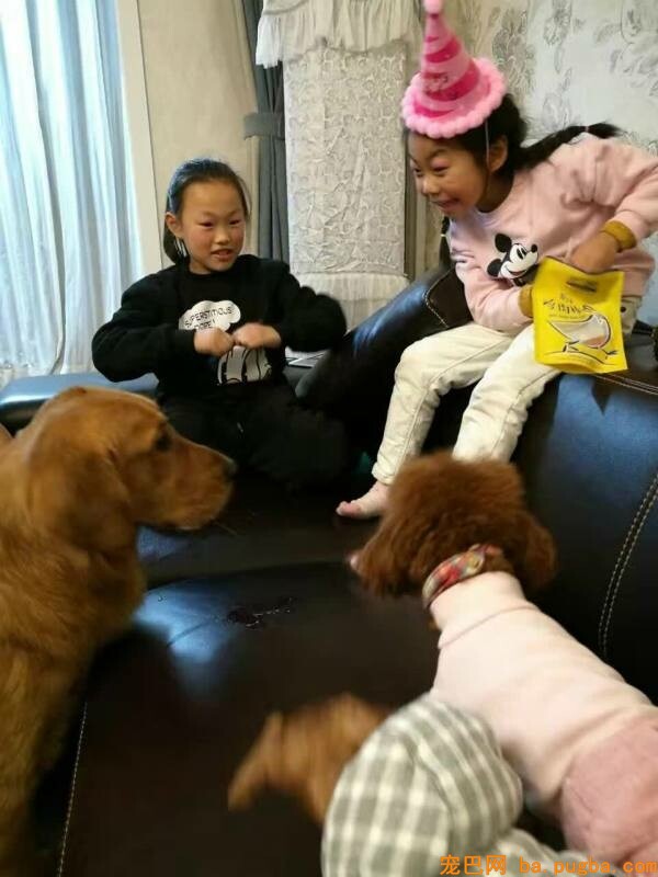 宠物零食便宜做法，优良零食的选择-2.jpeg