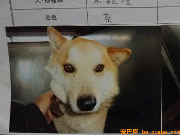 从地震中救出1400只狗狗的她，8年后重遇被救柴犬...-3.jpg