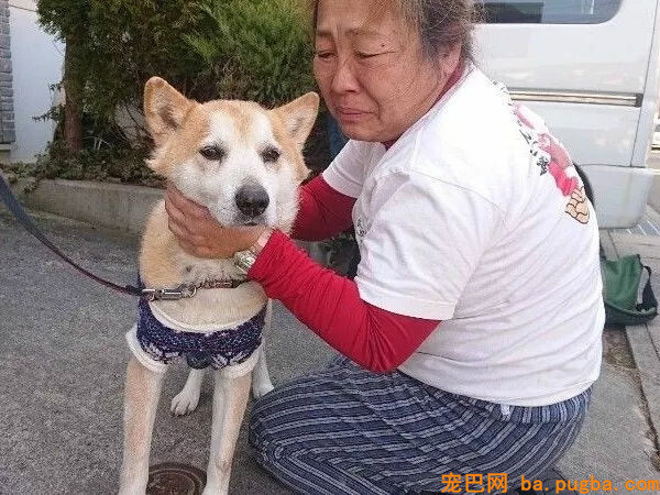 从地震中救出1400只狗狗的她，8年后重遇被救柴犬...-2.jpg