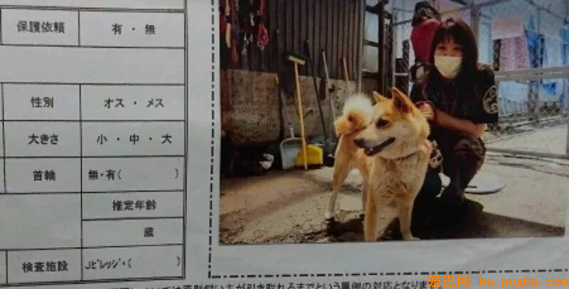 从地震中救出1400只狗狗的她，8年后重遇被救柴犬...-4.jpg