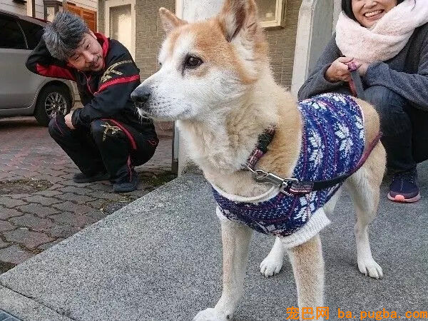 从地震中救出1400只狗狗的她，8年后重遇被救柴犬...-5.jpg