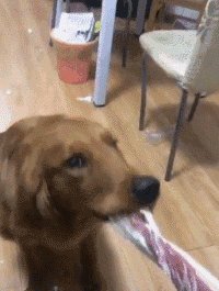 都说恨一个人就送他二哈，其实送金毛最适宜！-7.gif