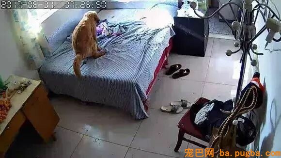 都说恨一个人就送他二哈，其实送金毛最适宜！-8.jpeg