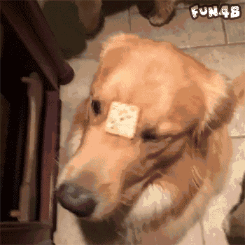 都说恨一个人就送他二哈，其实送金毛最适宜！-14.gif