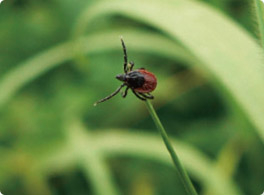 tick_pic2.jpg