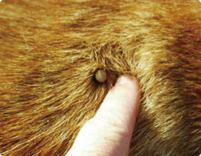 tick_pic4.jpg