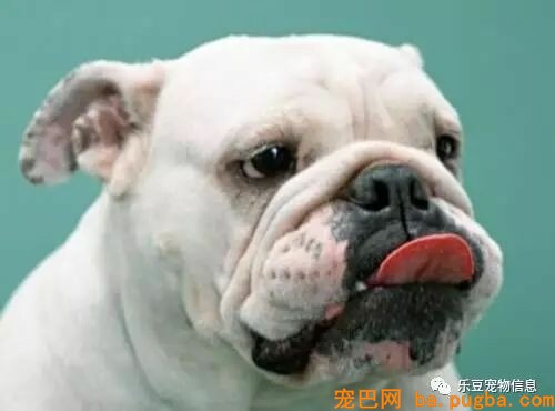 狗狗疥螨怎么治疗，慎重狗狗疥螨病！-2.jpeg