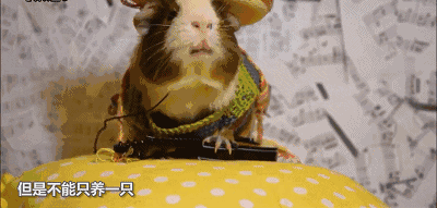 那些年制定的奇葩动物法，你能承受几条···-23.gif