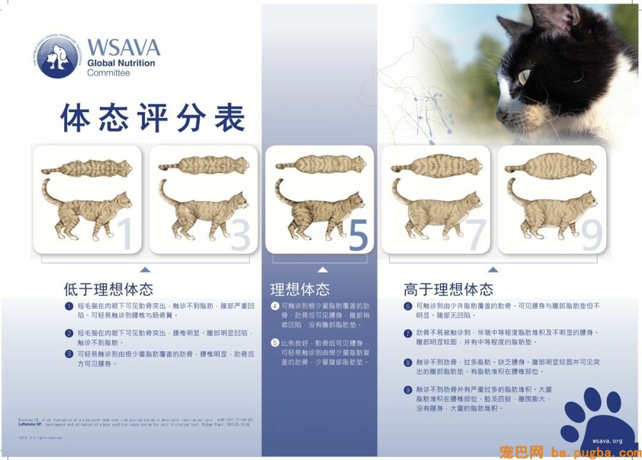 宠物零食营养学常识，怎么判断宠物的身体安康状态-3.jpeg
