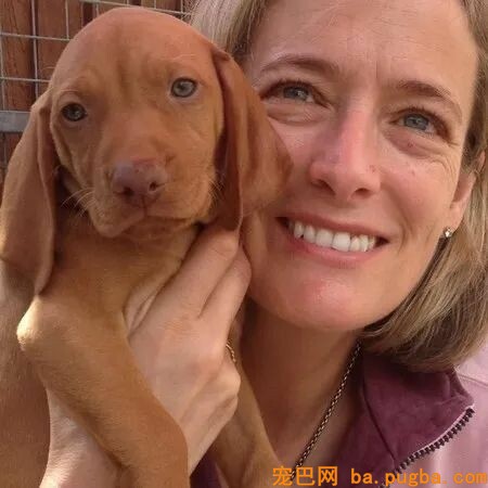狗狗偷吃蛋糕后死亡，兽医：死因不是巧克力，而是木糖醇！-6.jpeg