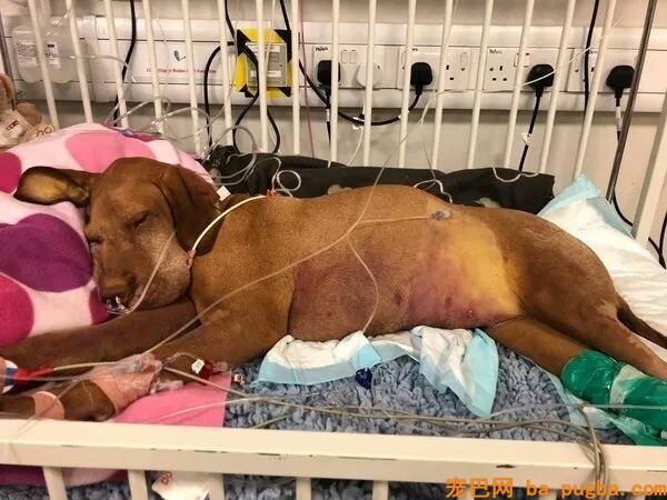 狗狗偷吃蛋糕后死亡，兽医：死因不是巧克力，而是木糖醇！-5.jpeg