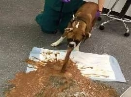 狗狗偷吃蛋糕后死亡，兽医：死因不是巧克力，而是木糖醇！-21.jpeg